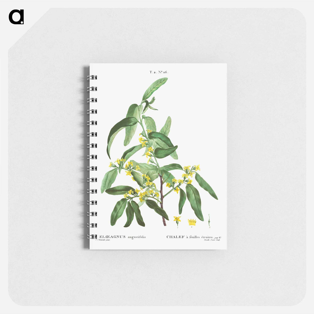 Russian olive - ピエール ジョゼフ ルドゥーテ Memo.