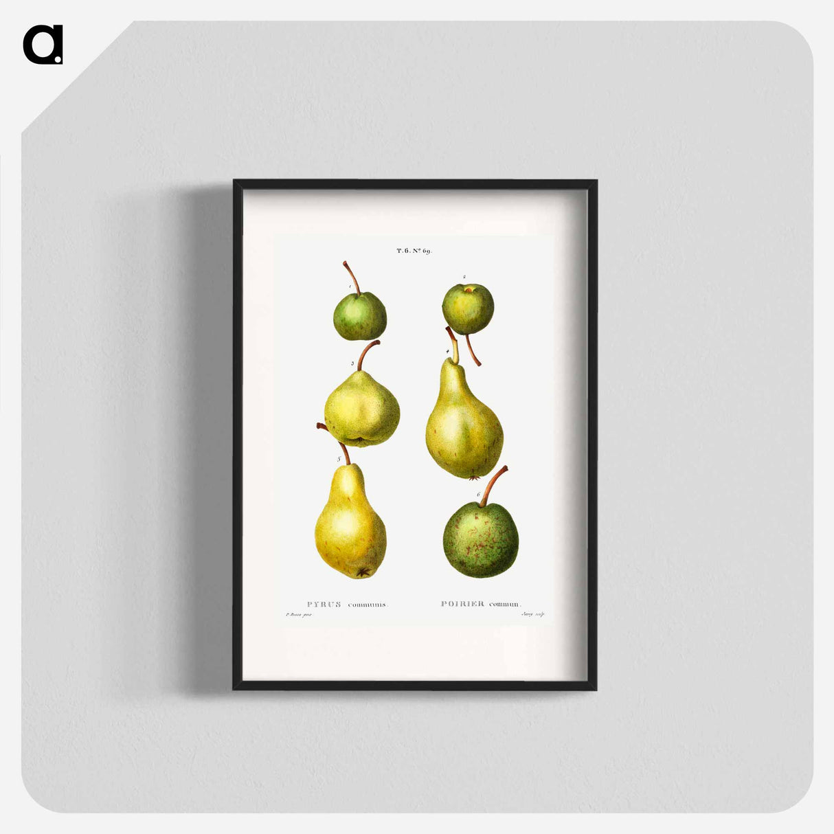 Pear, Pyrus communis - Pierre Joseph Redouté Poster.