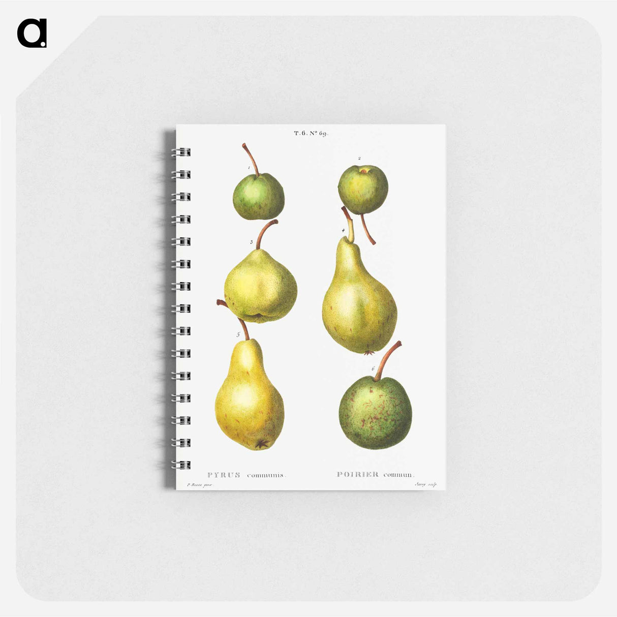 アートメモ帳-Pear, Pyrus communis - ピエール ジョゼフ ルドゥーテ Memo.