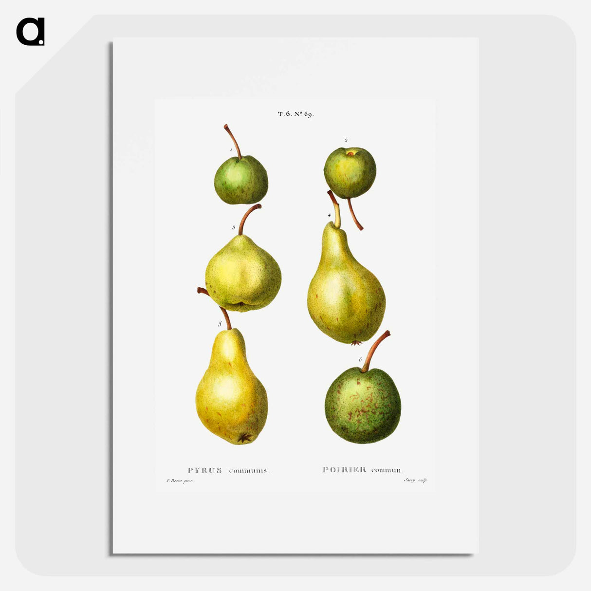 Pear, Pyrus communis - Pierre Joseph Redouté Poster.