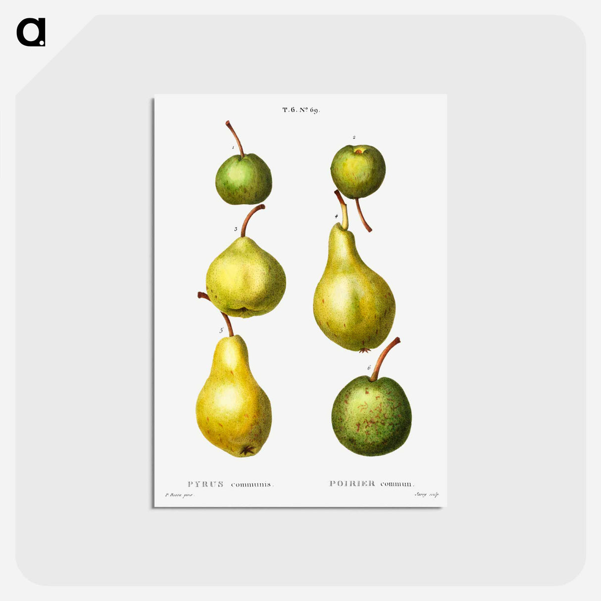 アートポストカード-Pear, Pyrus communis - ピエール ジョゼフ ルドゥーテ Postcard.