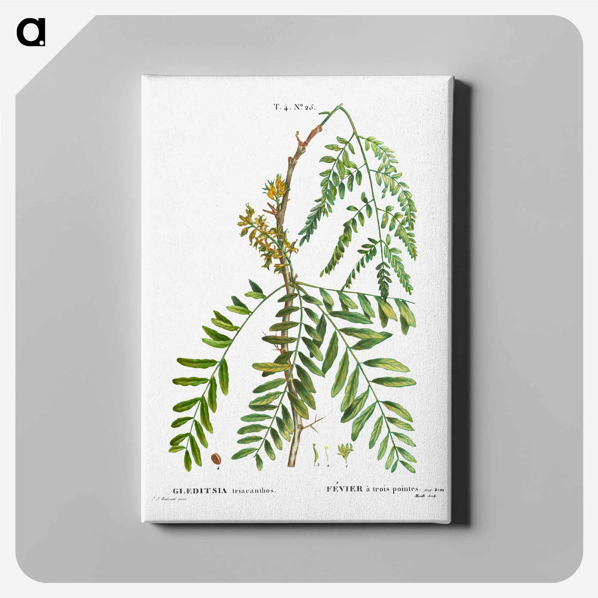 アートパネル-Honey locust, Gleditsia triacanthos - ピエール ジョゼフ ルドゥーテ Canvas.