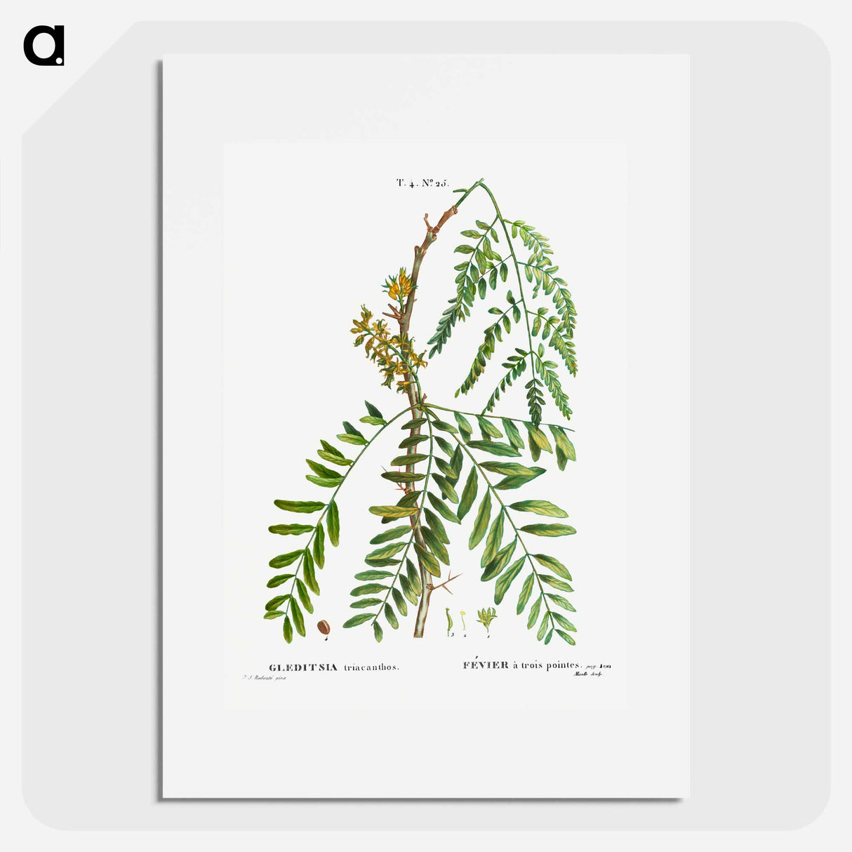 Honey locust, Gleditsia triacanthos - Pierre Joseph Redouté Poster.