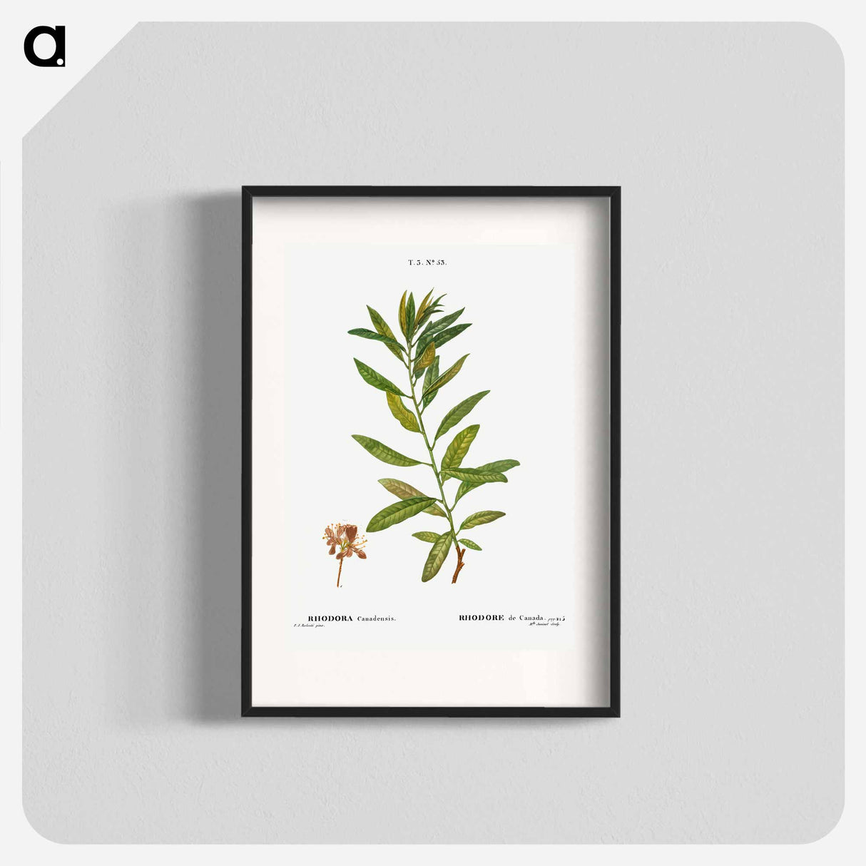 Rhodora, Rhodora Canadensis - Pierre Joseph Redouté Poster.