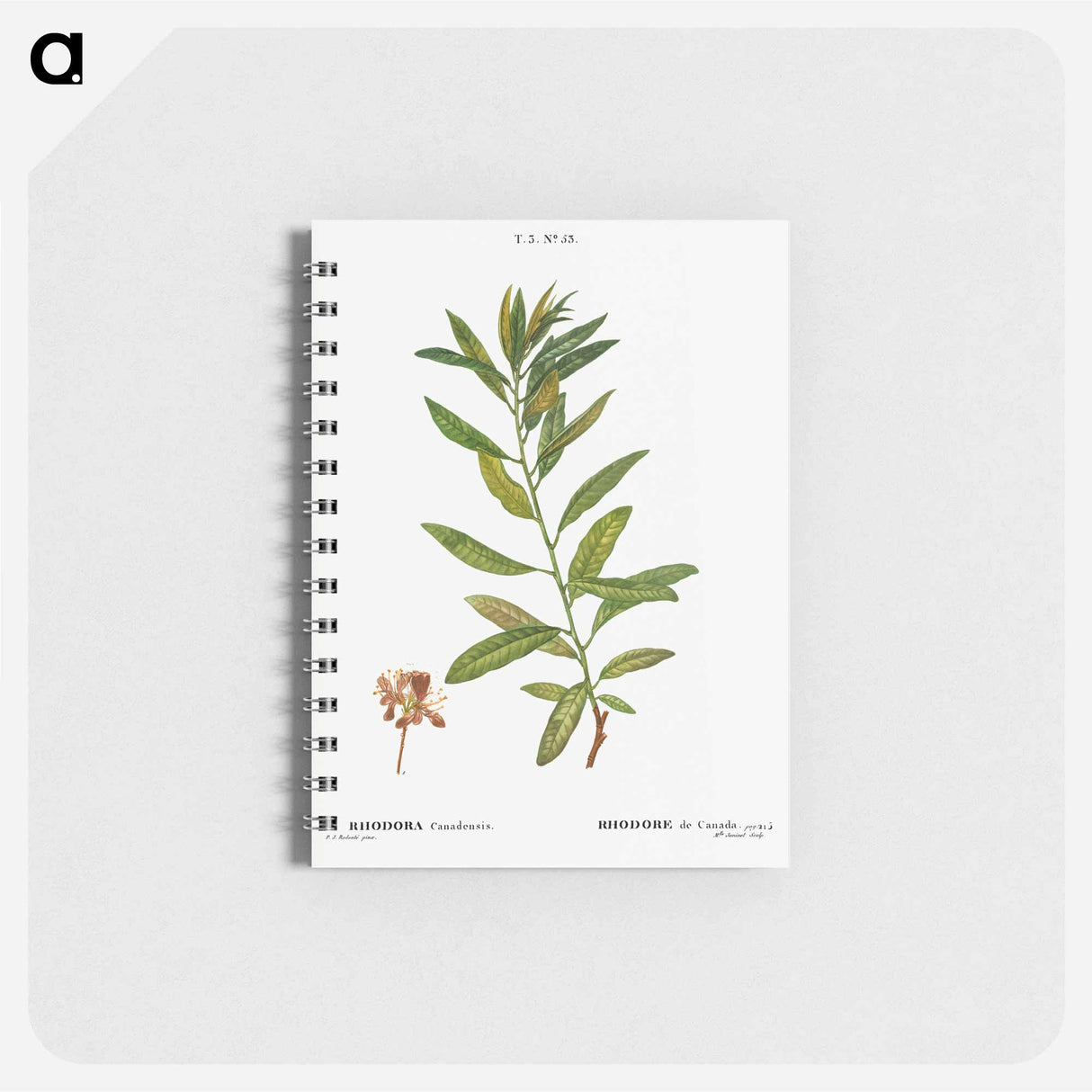 Rhodora, Rhodora Canadensis - ピエール ジョゼフ ルドゥーテ Memo.
