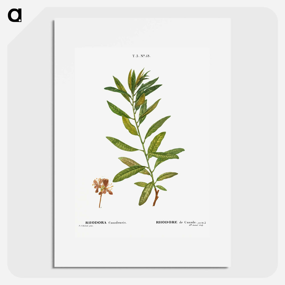 Rhodora, Rhodora Canadensis - Pierre Joseph Redouté Poster.