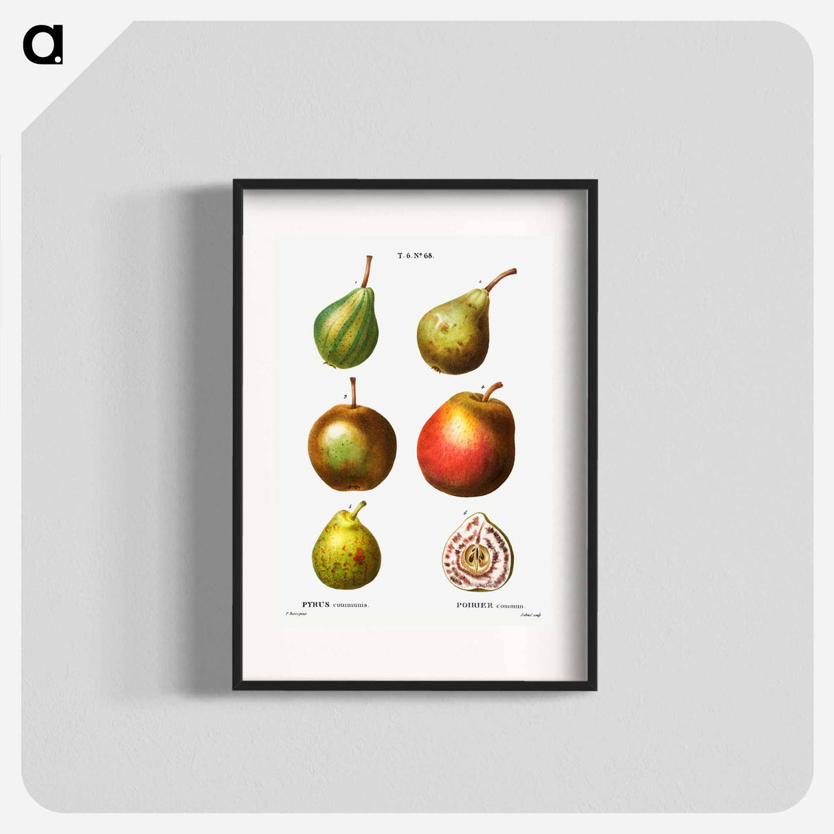 Pear, Pyrus communis - Pierre Joseph Redouté Poster.
