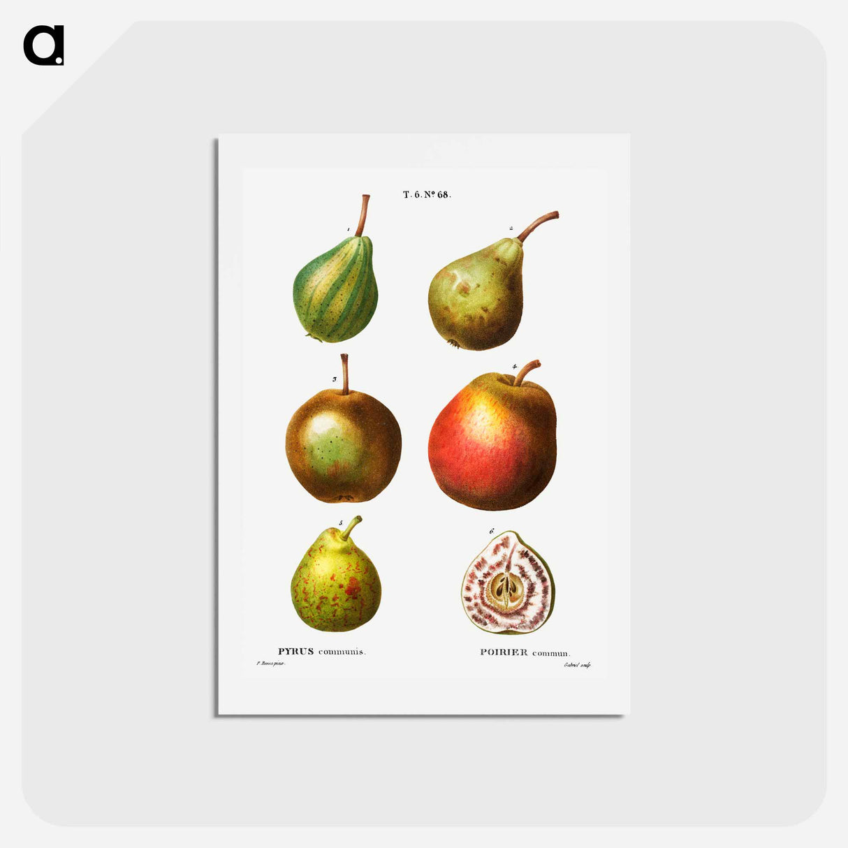 アートポストカード-Pear, Pyrus communis - ピエール ジョゼフ ルドゥーテ Postcard.