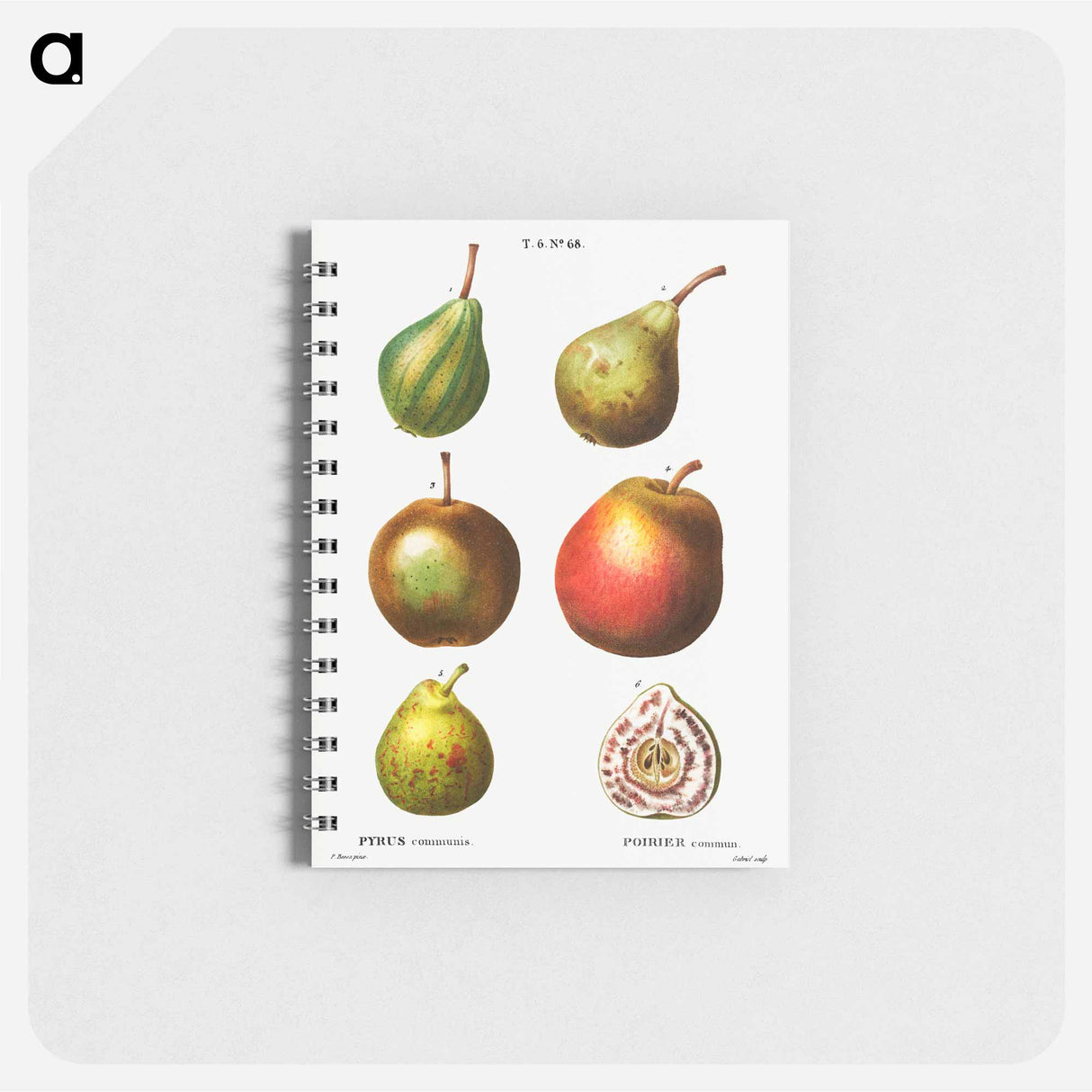 Pear, Pyrus communis - ピエール ジョゼフ ルドゥーテ Memo.