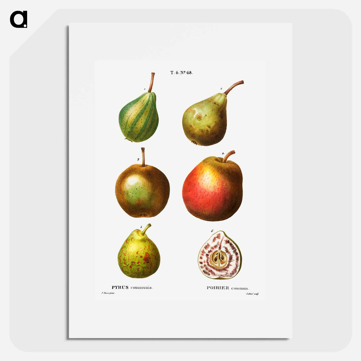 Pear, Pyrus communis - Pierre Joseph Redouté Poster.