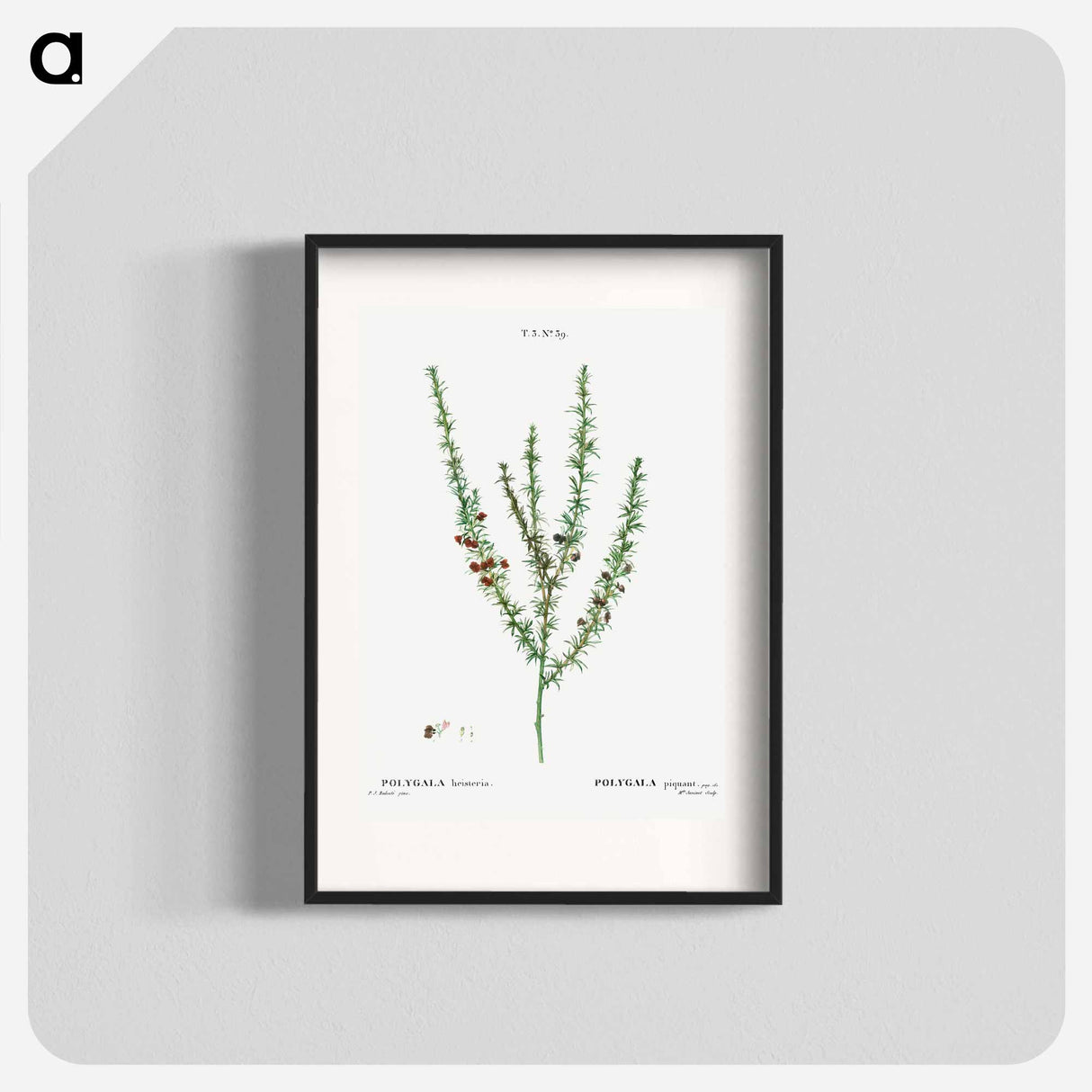 Tortoise berry, Polygala heisteria - Pierre-Joseph Redouté Poster.