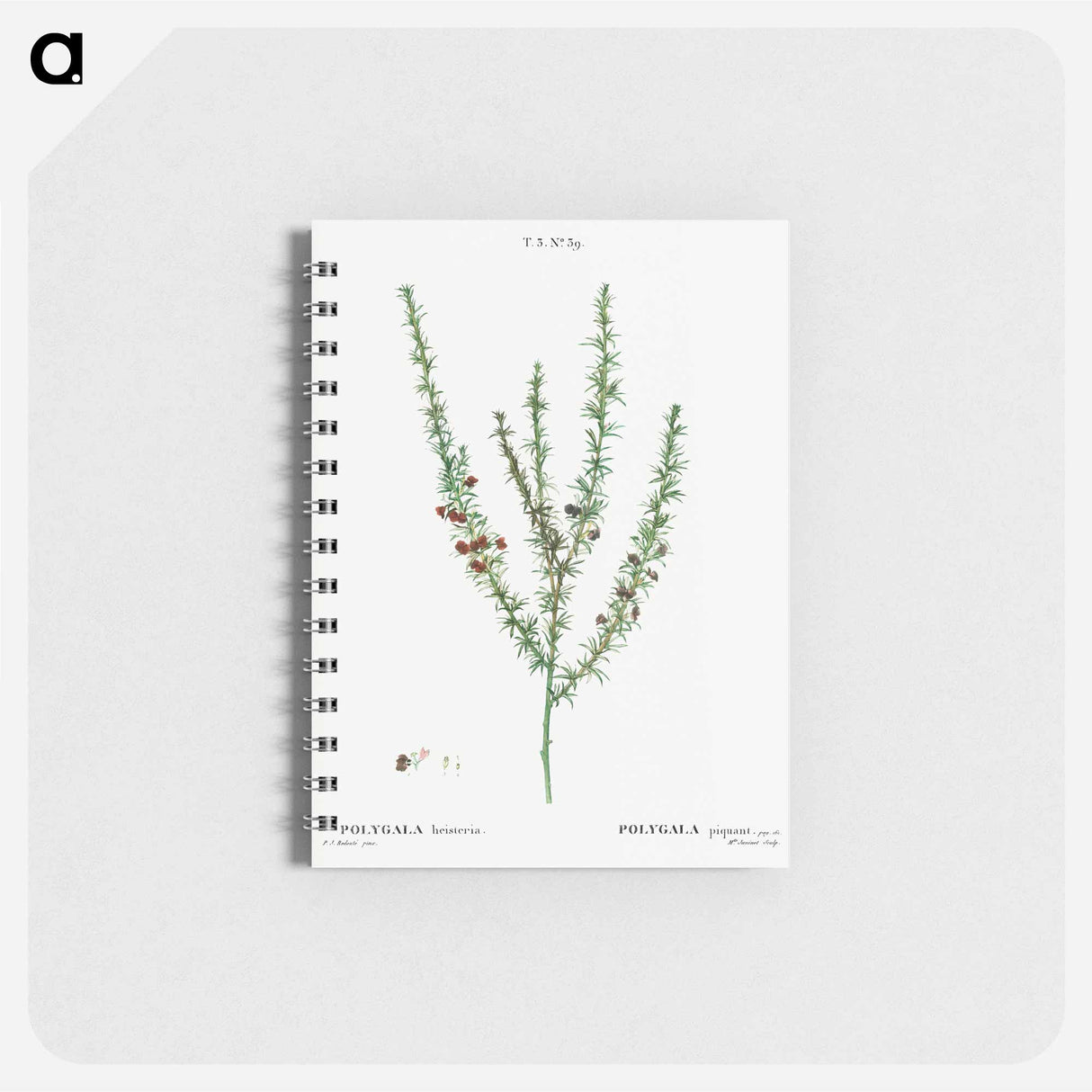 Tortoise berry, Polygala heisteria - ピエール ジョゼフ ルドゥーテ Memo.