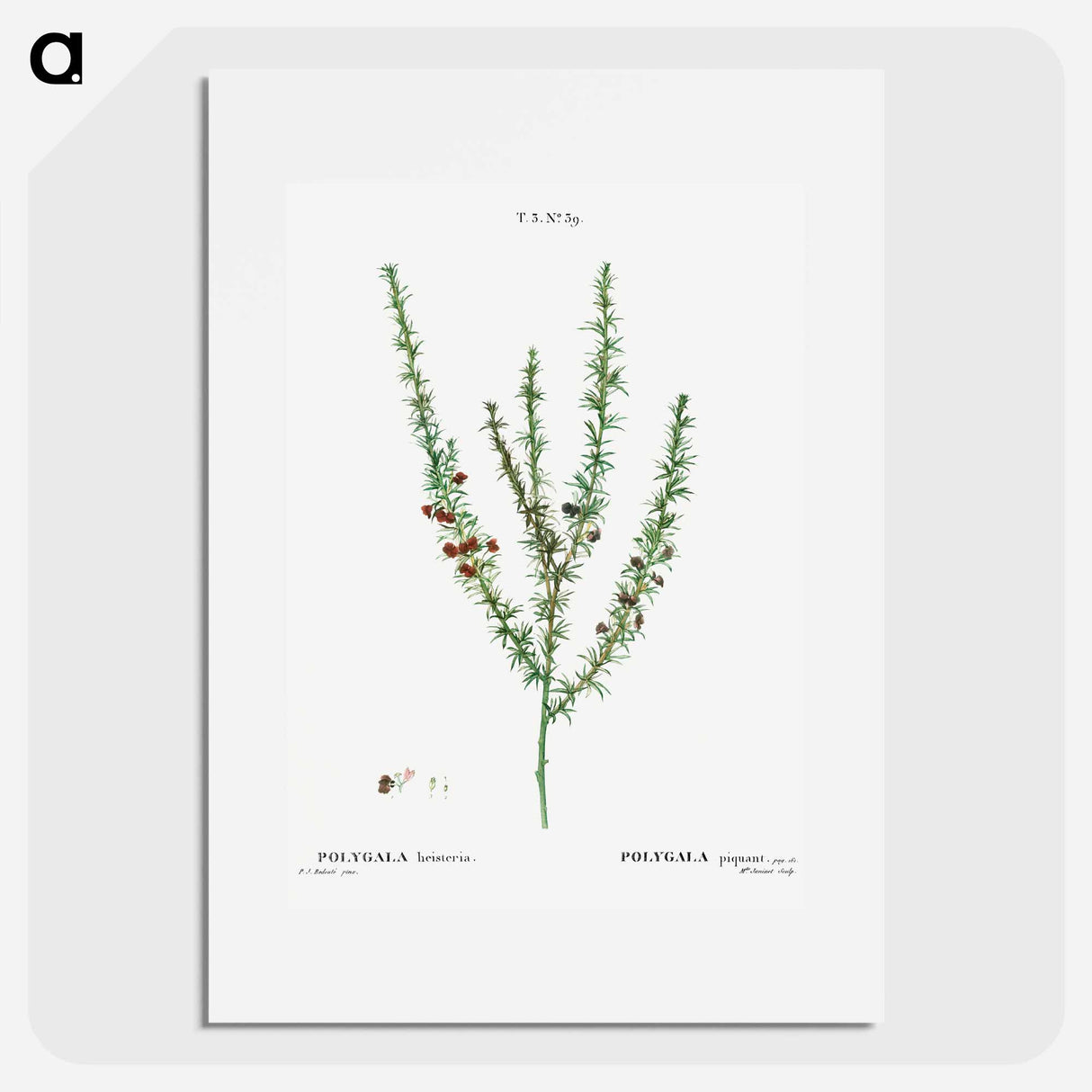 Tortoise berry, Polygala heisteria - Pierre-Joseph Redouté Poster.