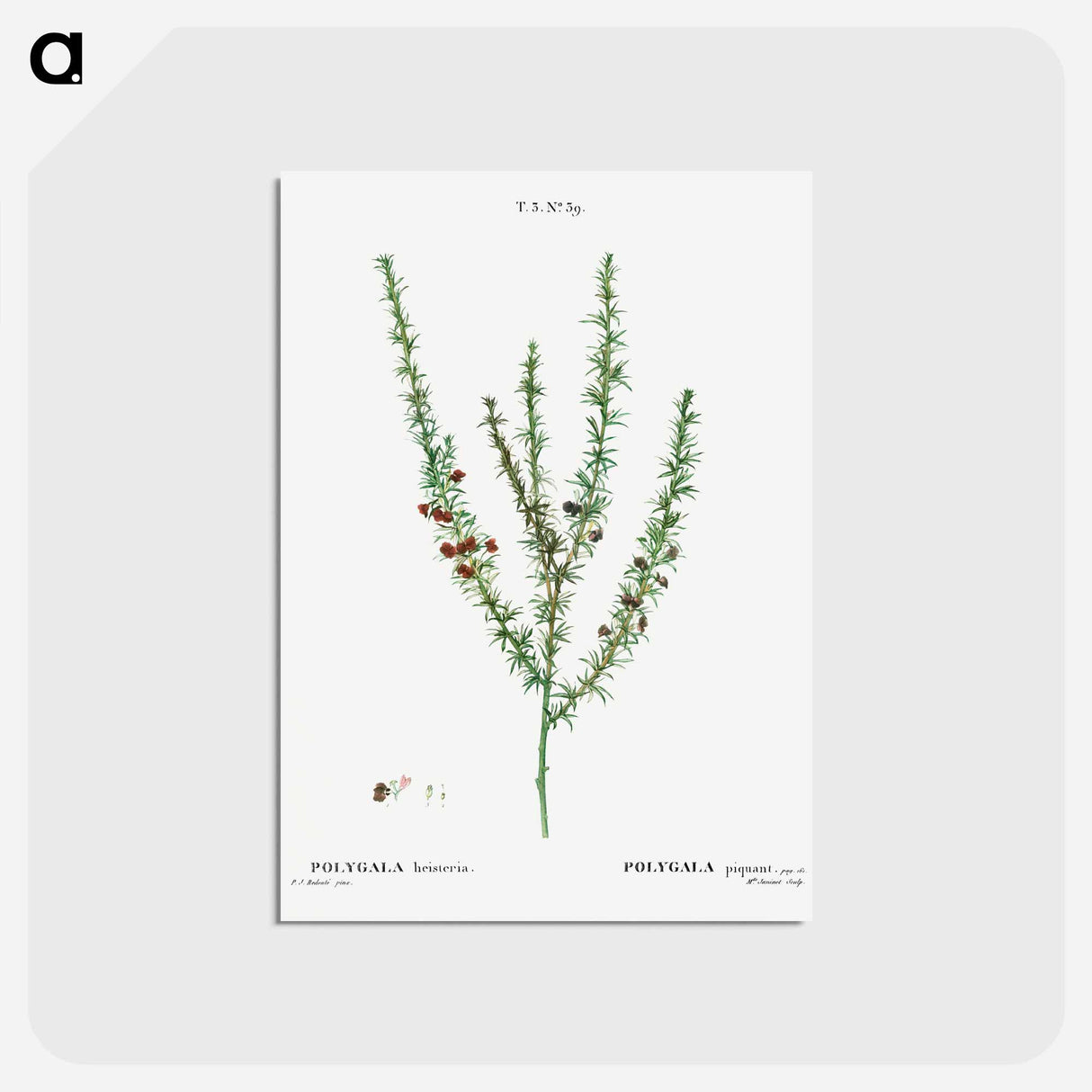 アートポストカード-Tortoise berry, Polygala heisteria - ピエール ジョゼフ ルドゥーテ Postcard.