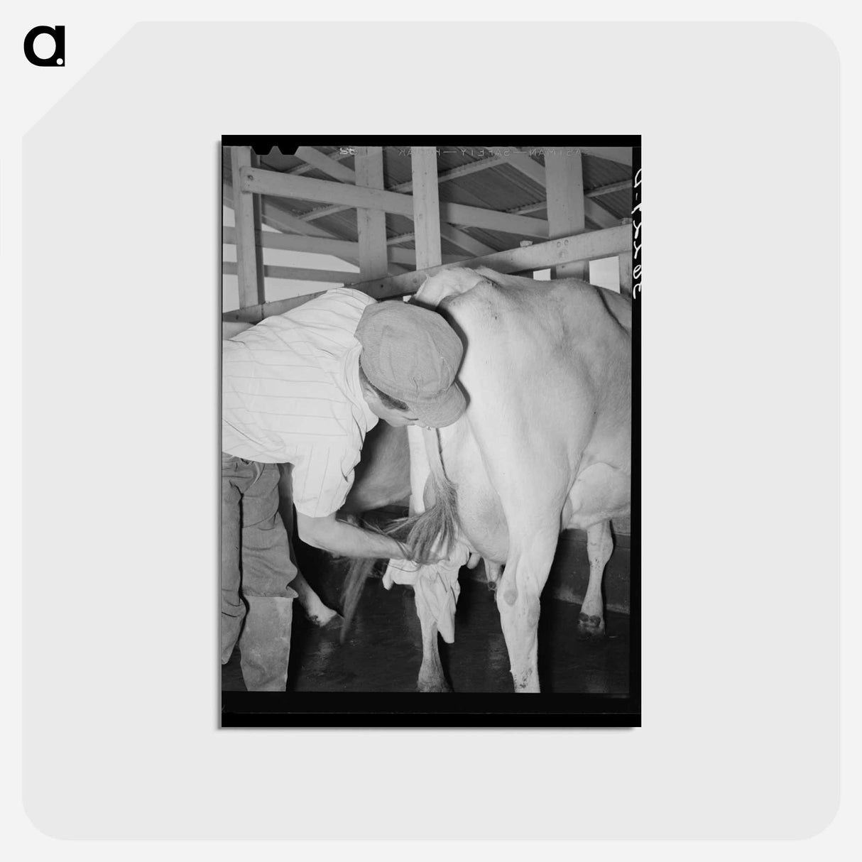 アートポストカード-Drying the Cow's Bag
- ラッセル リー Postcard.