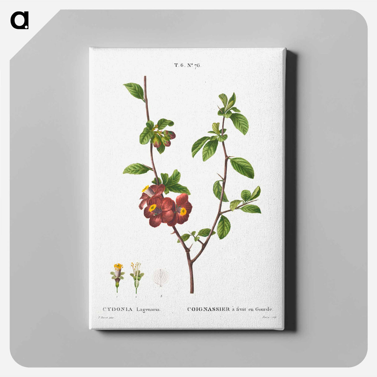 アートパネル-Flowering quince, Cydonia Lagenaria - ピエール ジョゼフ ルドゥーテ Canvas.