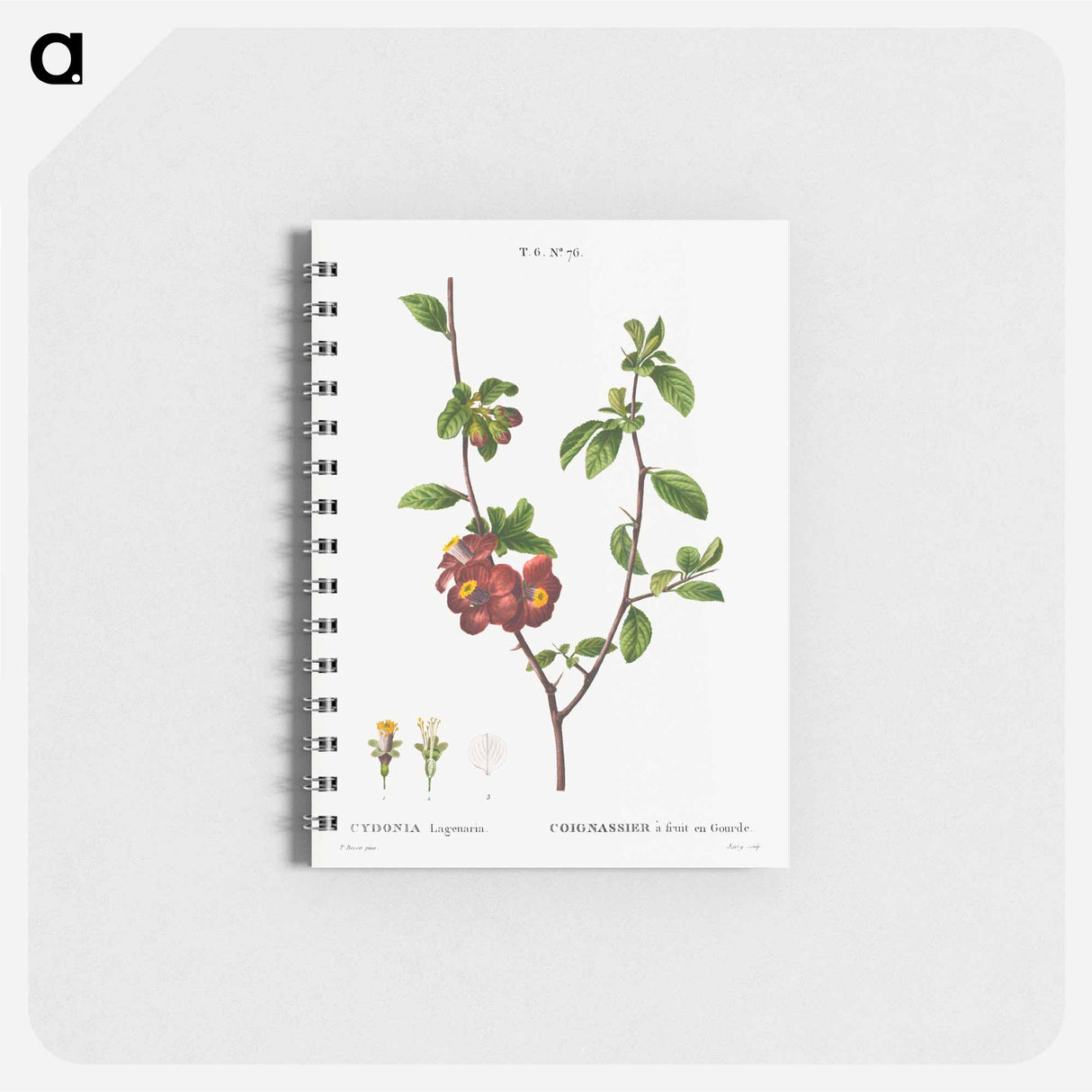Flowering quince, Cydonia Lagenaria - ピエール ジョゼフ ルドゥーテ Memo.