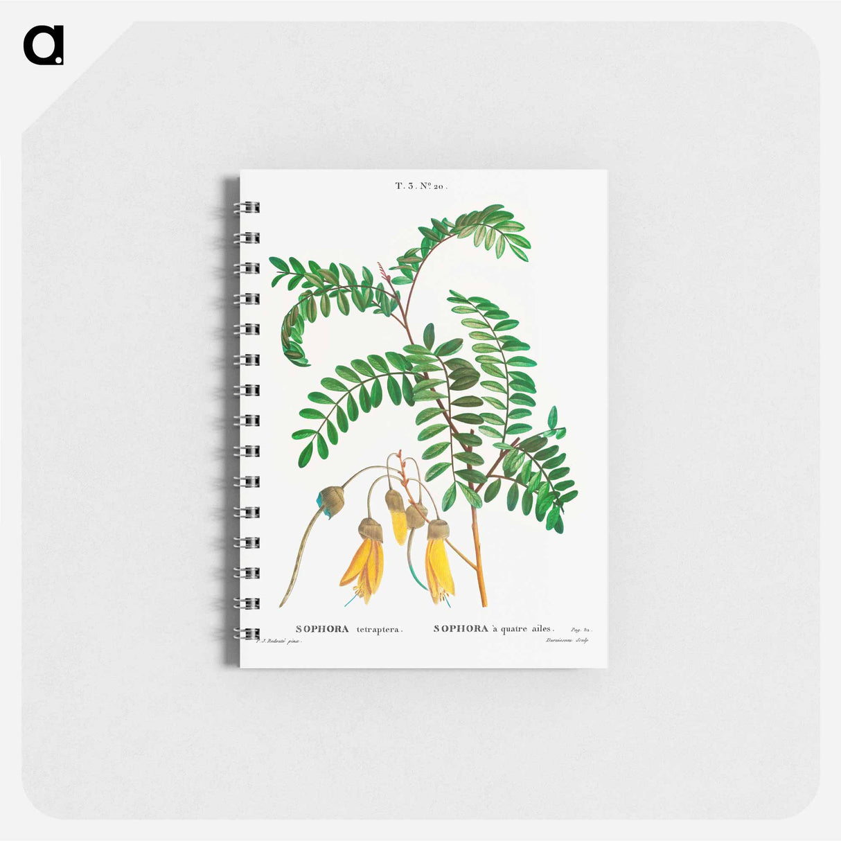 Large-leaved kōwhai - ピエール ジョゼフ ルドゥーテ Memo.