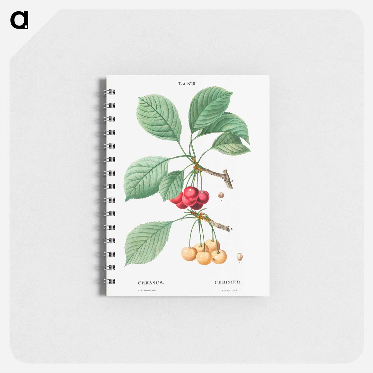 アートメモ帳-Cherry, Cerasus - ピエール ジョゼフ ルドゥーテ Memo.