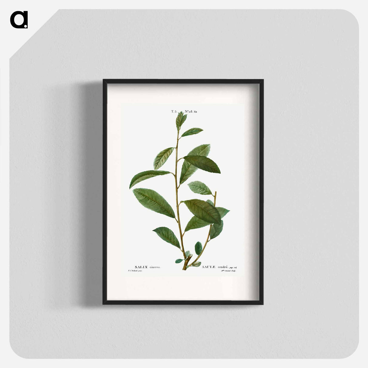 Grey willow - Pierre Joseph Redouté Poster.