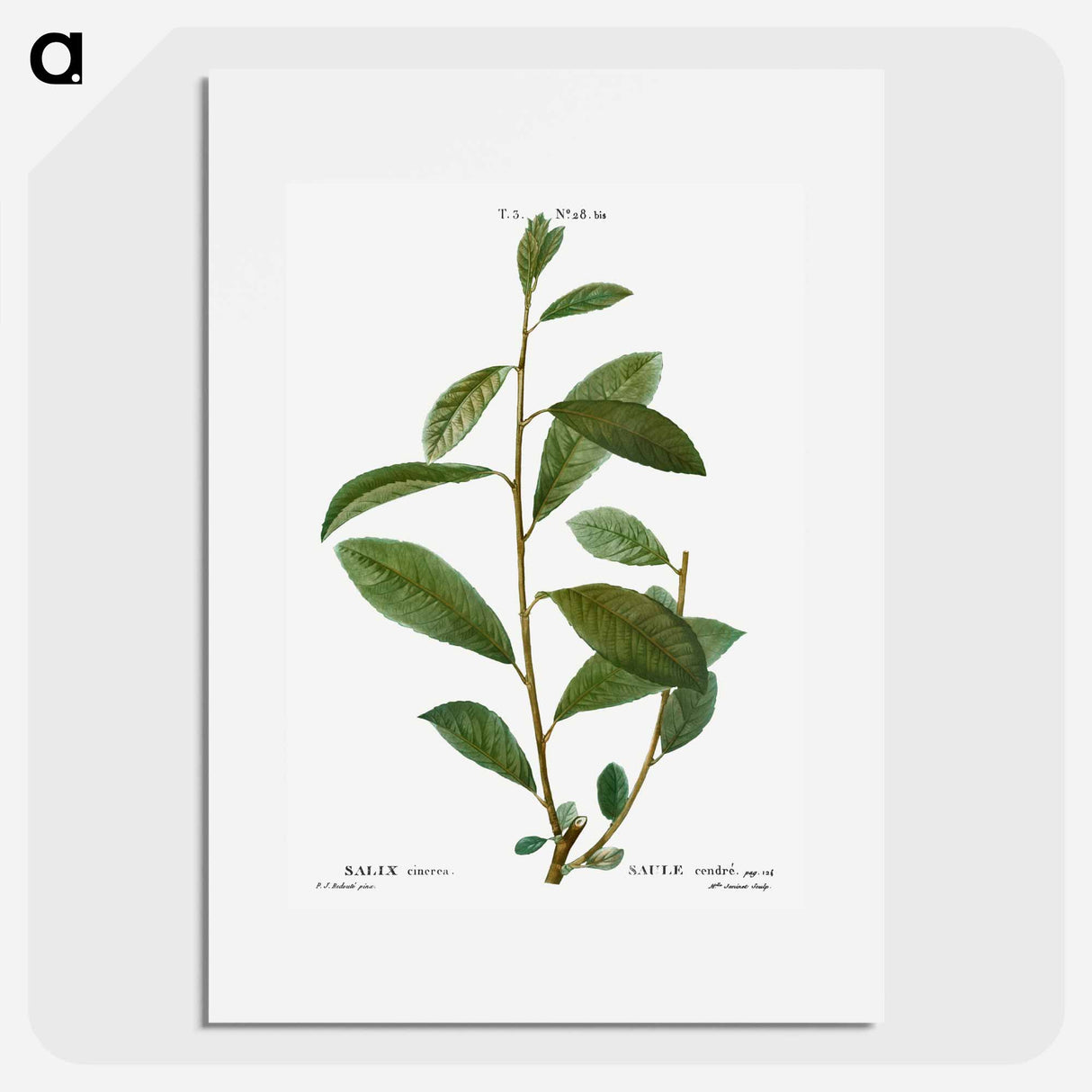 Grey willow - Pierre Joseph Redouté Poster.