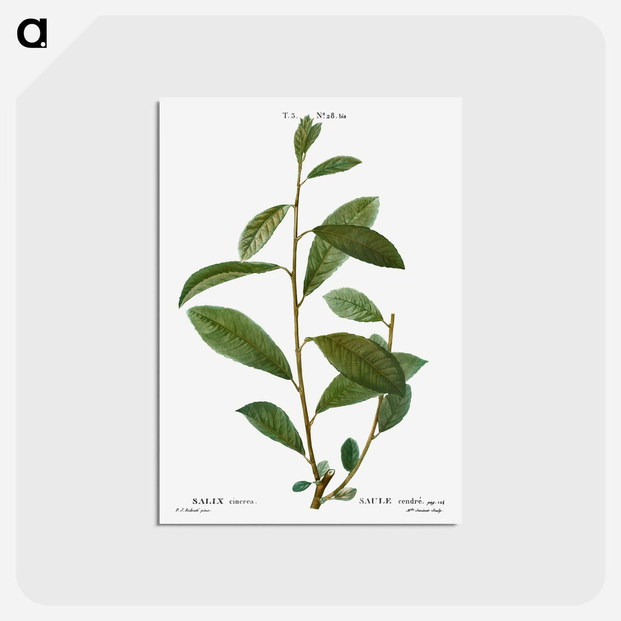 アートポストカード-Grey willow - ピエール ジョゼフ ルドゥーテ Postcard.