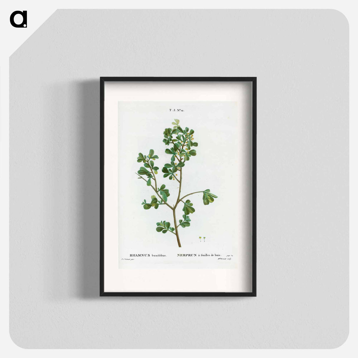 European buckthorn - Pierre Joseph Redouté Poster.
