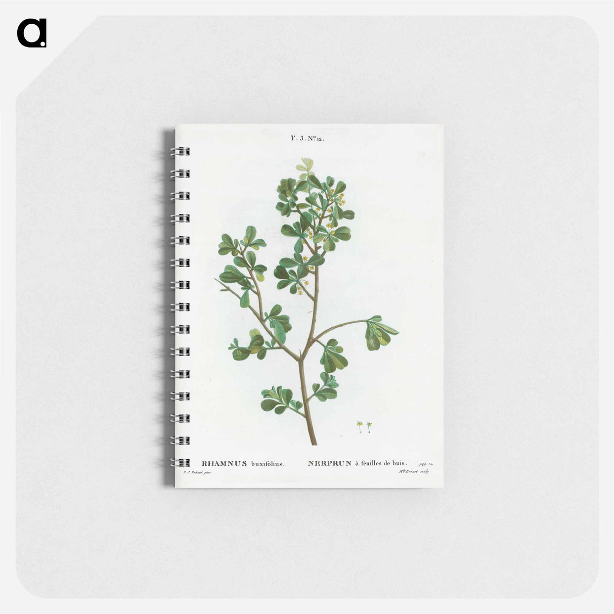 アートメモ帳-European buckthorn - ピエール ジョゼフ ルドゥーテ Memo.