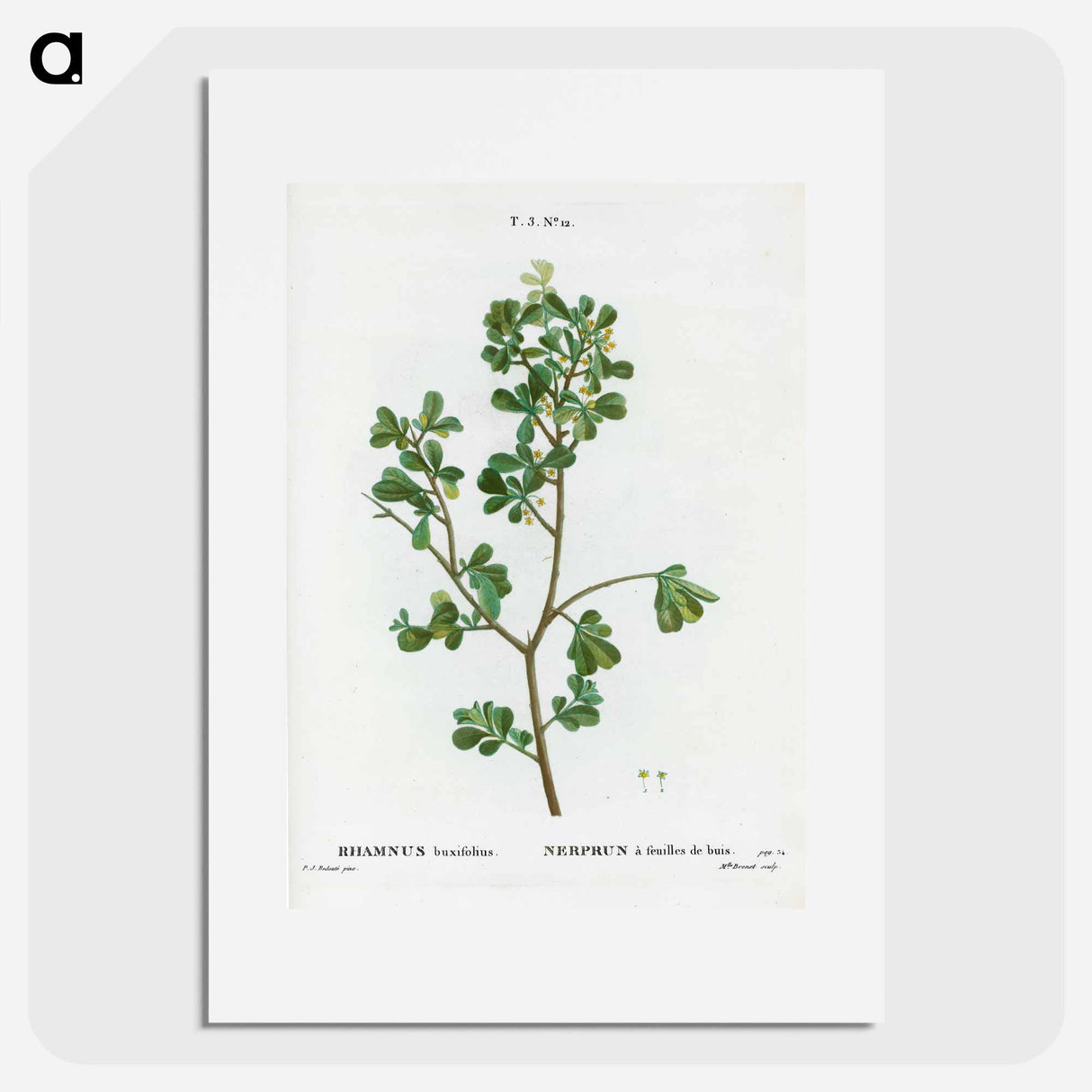 European buckthorn - Pierre Joseph Redouté Poster.