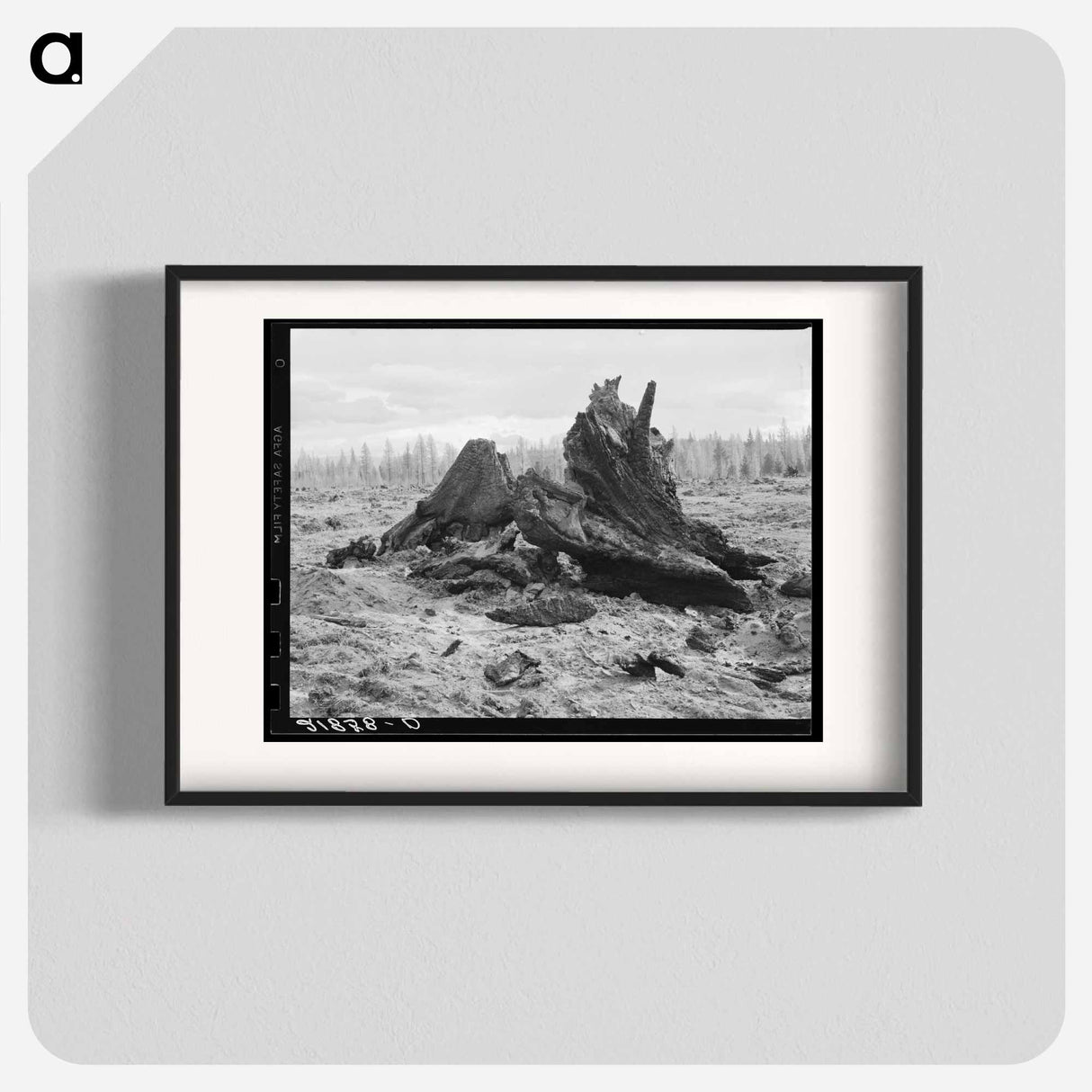 アートポスター-Cedar stump pile which is being burned off in field - ドロテア ラング Poster.