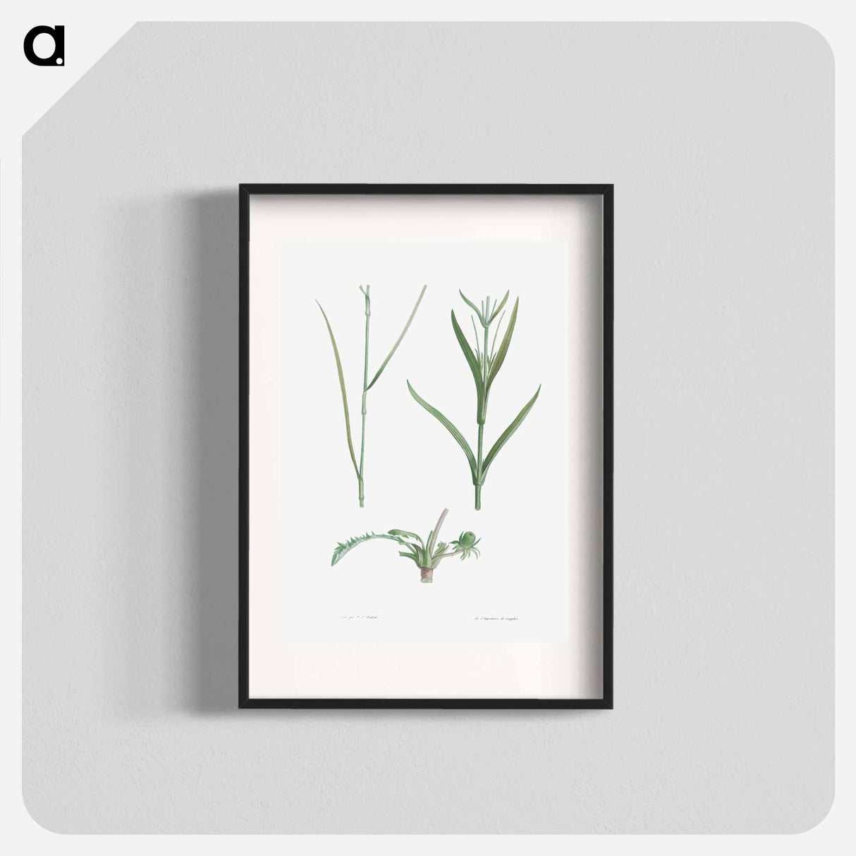 Plant stem - Pierre Joseph Redouté Poster.
