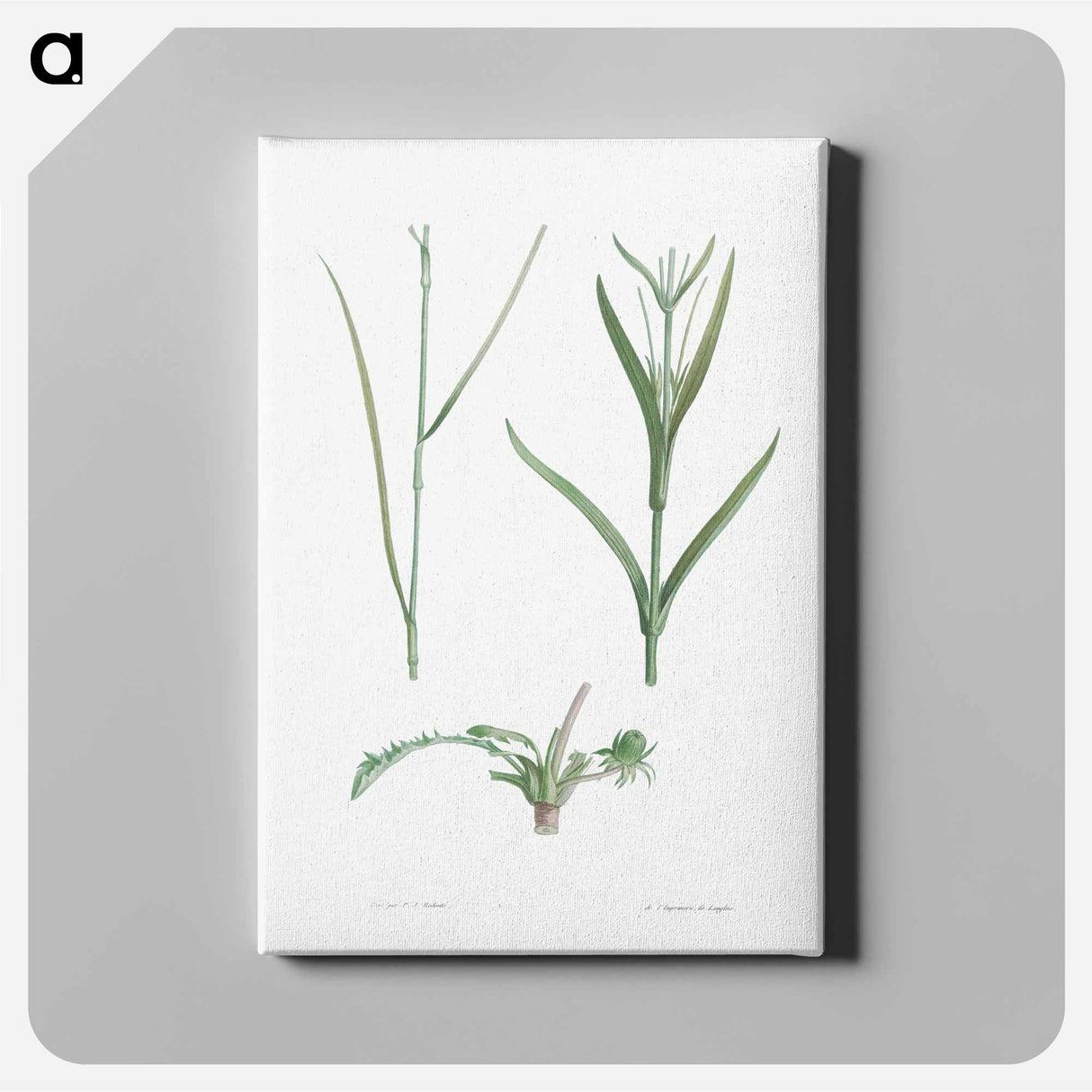 アートパネル-Plant stem - ピエール ジョゼフ ルドゥーテ Canvas.