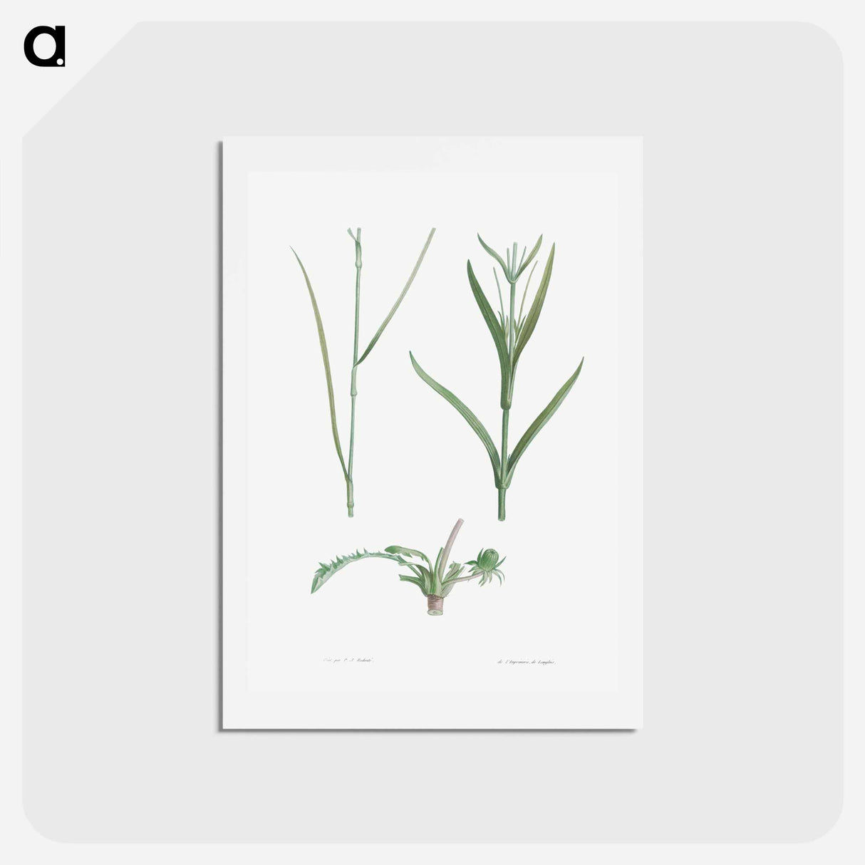 アートポストカード-Plant stem - ピエール ジョゼフ ルドゥーテ Postcard.