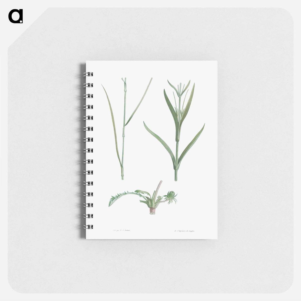 アートメモ帳-Plant stem - ピエール ジョゼフ ルドゥーテ Memo.