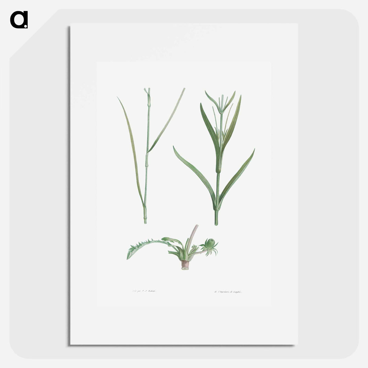 Plant stem - Pierre Joseph Redouté Poster.
