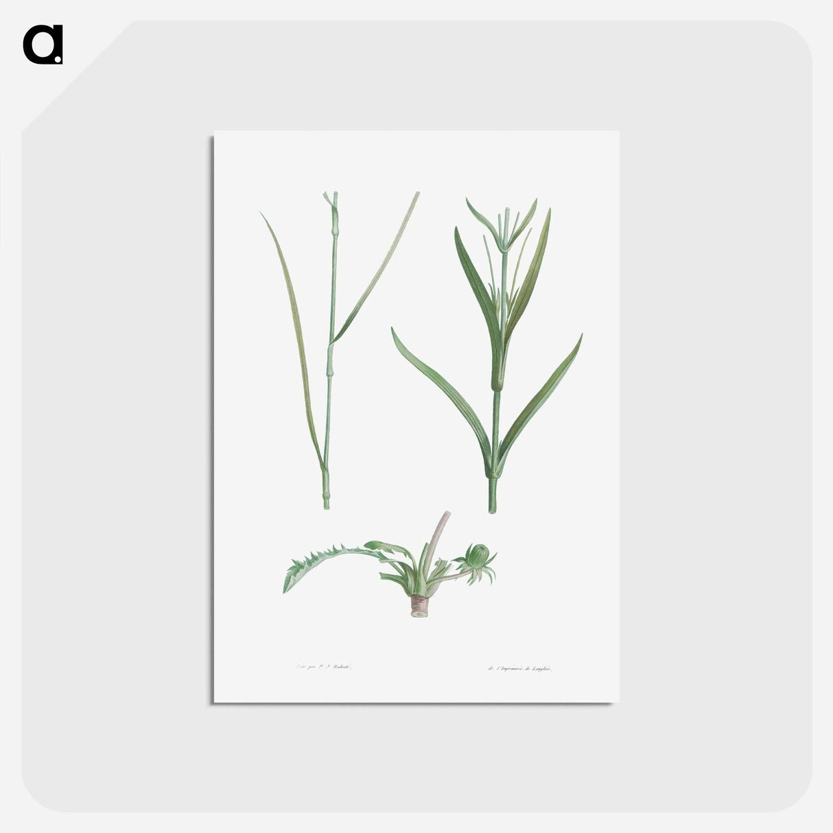 アートポストカード-Plant stem - ピエール ジョゼフ ルドゥーテ Postcard.