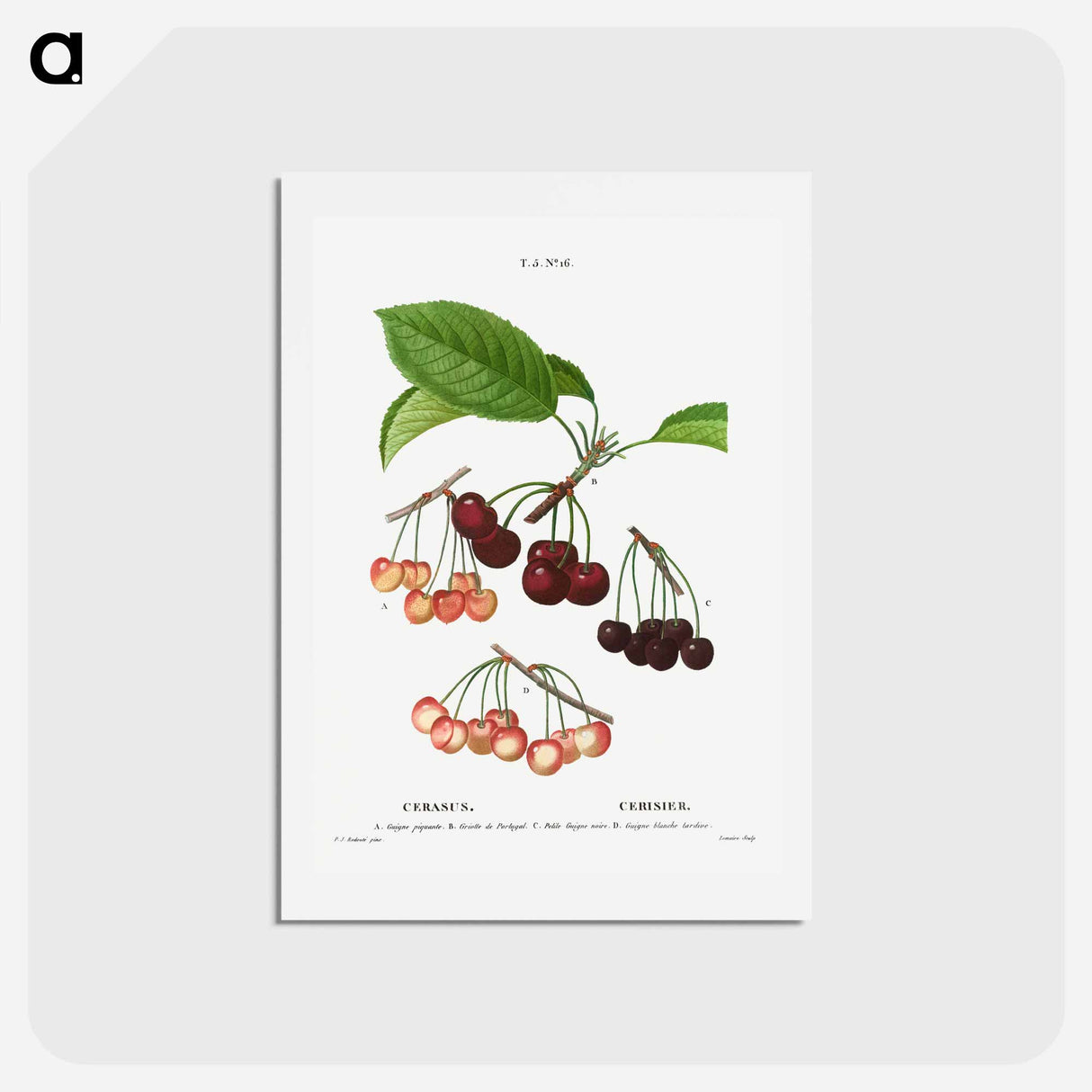 アートポストカード-Cherry, Cerasus - ピエール ジョゼフ ルドゥーテ Postcard.