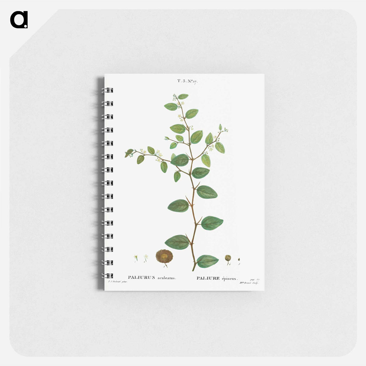 Christ's thorn, Paliurus aculeatus - ピエール ジョゼフ ルドゥーテ Memo.