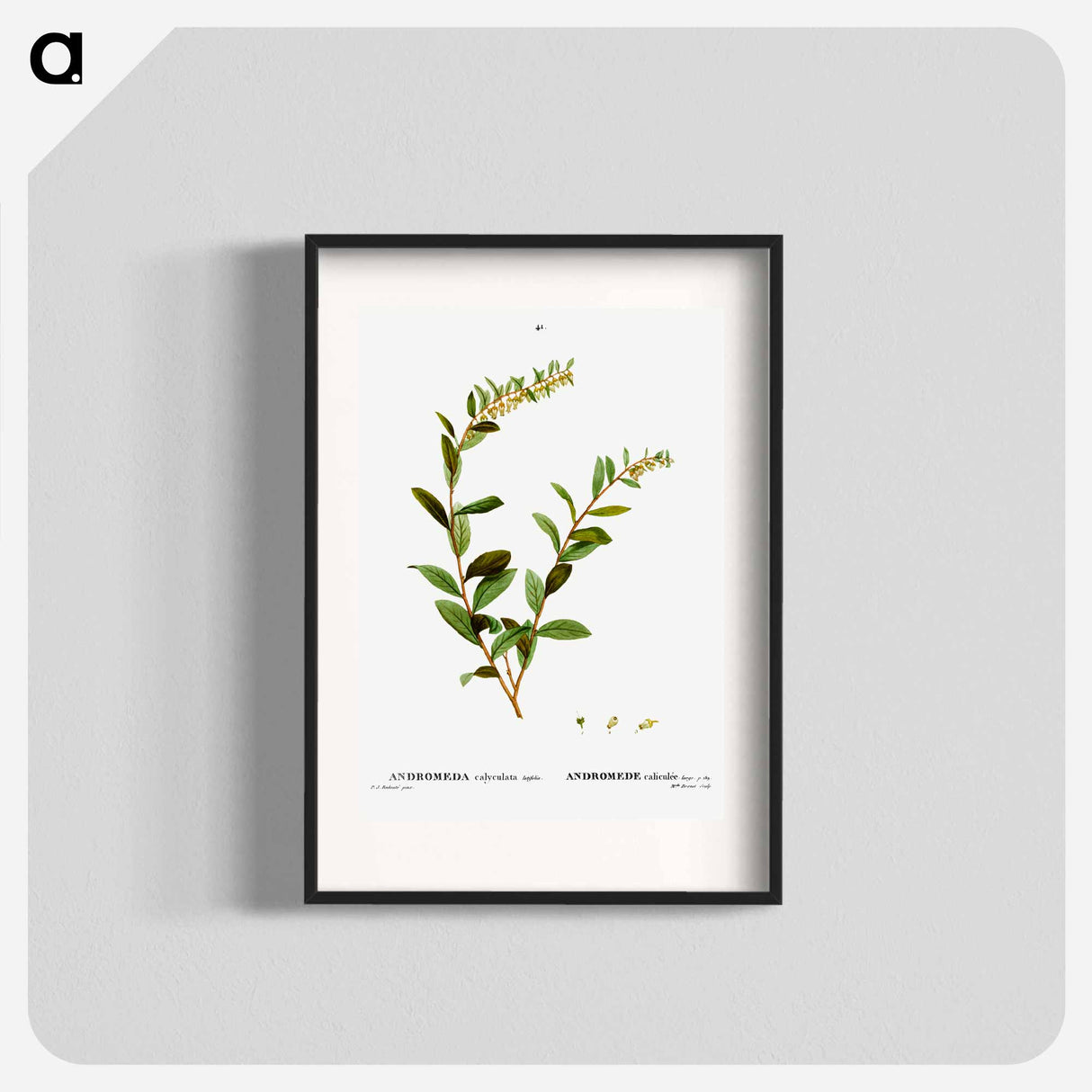 Andromeda marginata (Andromede Marginé) - Pierre-Joseph Redouté Poster.