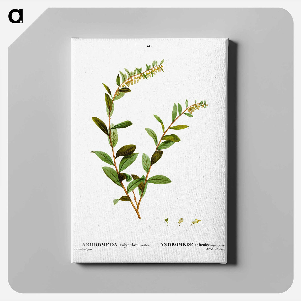 アートパネル-Andromeda marginata (Andromede Marginé) - ピエール ジョゼフ ルドゥーテ Canvas.