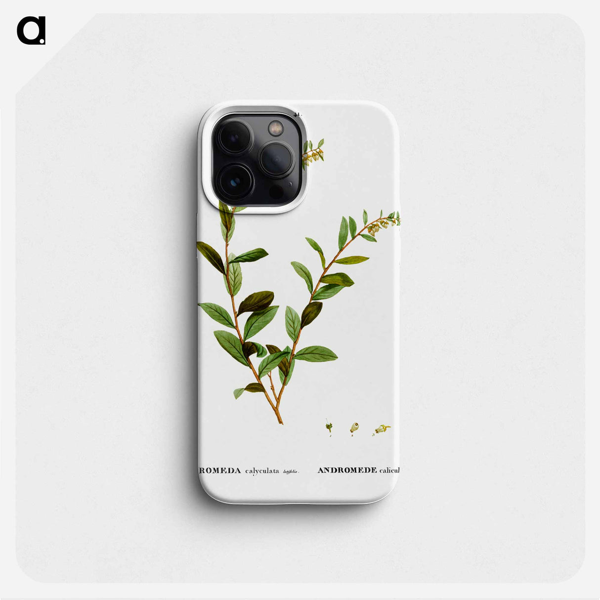 Andromeda marginata (Andromede Marginé) - Pierre-Joseph Redouté Phone Case.