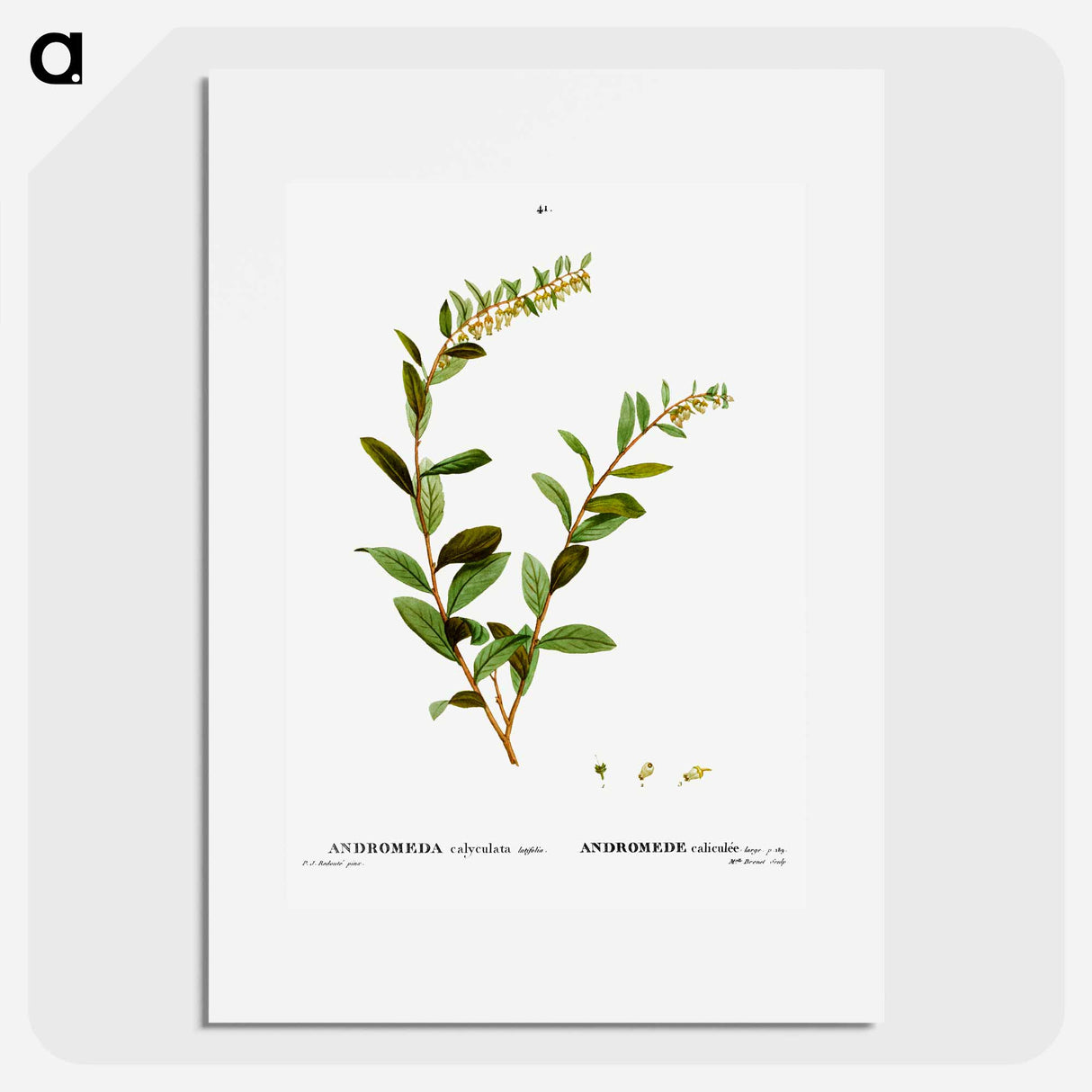 Andromeda marginata (Andromede Marginé) - Pierre-Joseph Redouté Poster.