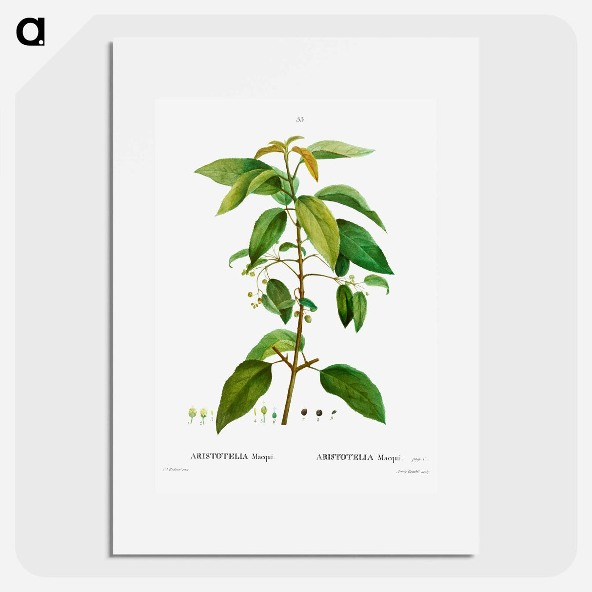 Maqui (Aristotelia Maqui) - Pierre Joseph Redouté Poster.