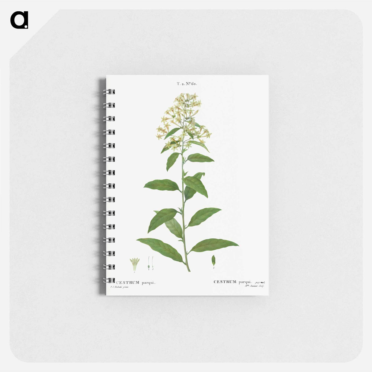 Green cestrum, Cestrum parqui - ピエール ジョゼフ ルドゥーテ Memo.