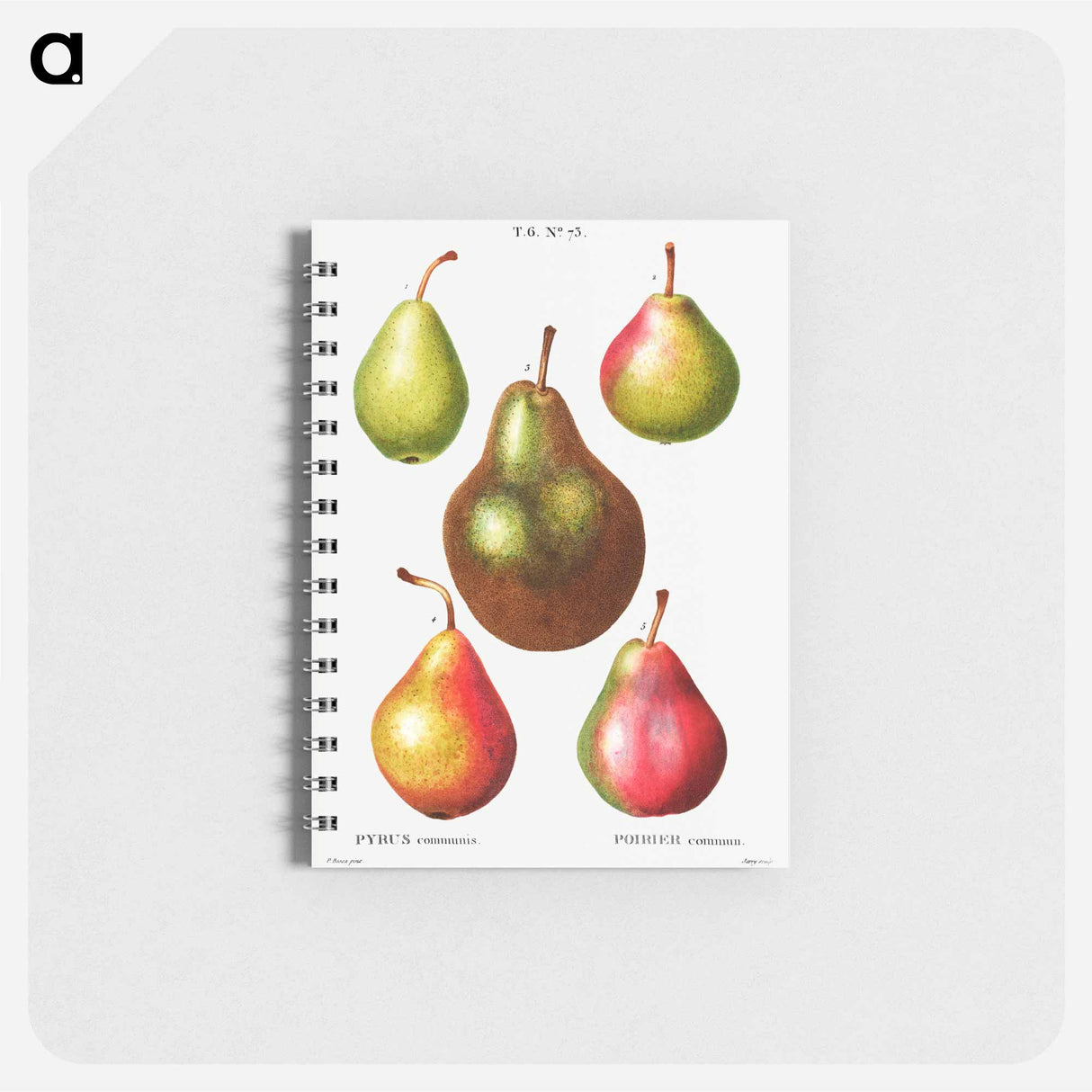 アートメモ帳-Pear, Pyrus communis - ピエール ジョゼフ ルドゥーテ Memo.