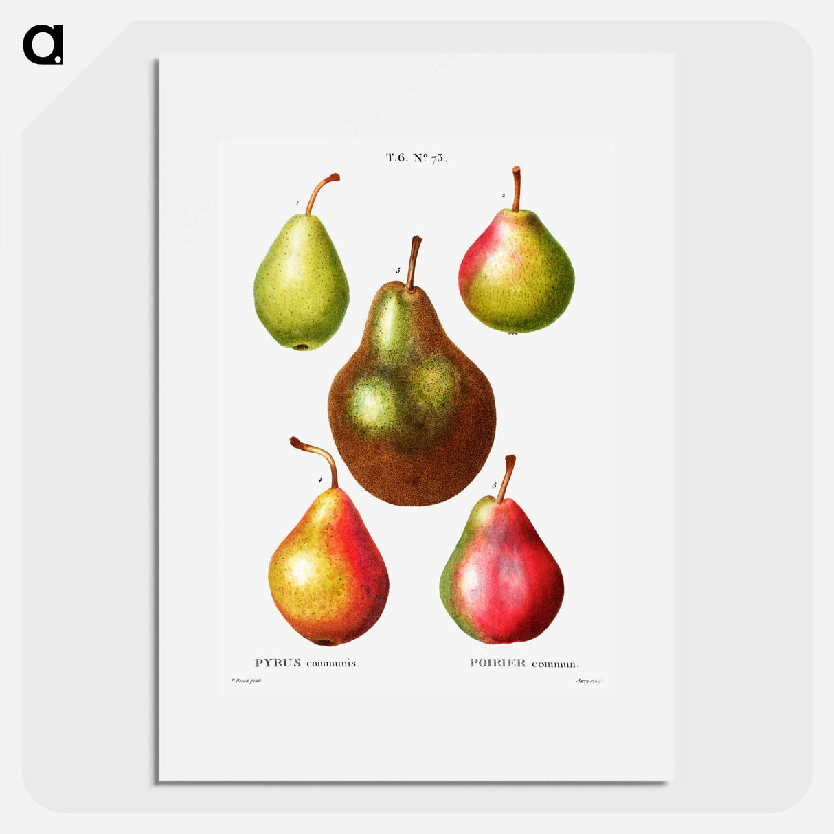 Pear, Pyrus communis - Pierre Joseph Redouté Poster.