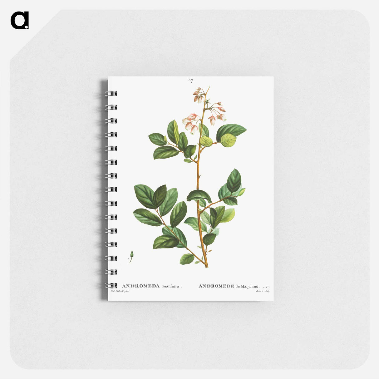 Andromeda mariana - ピエール ジョゼフ ルドゥーテ Memo.