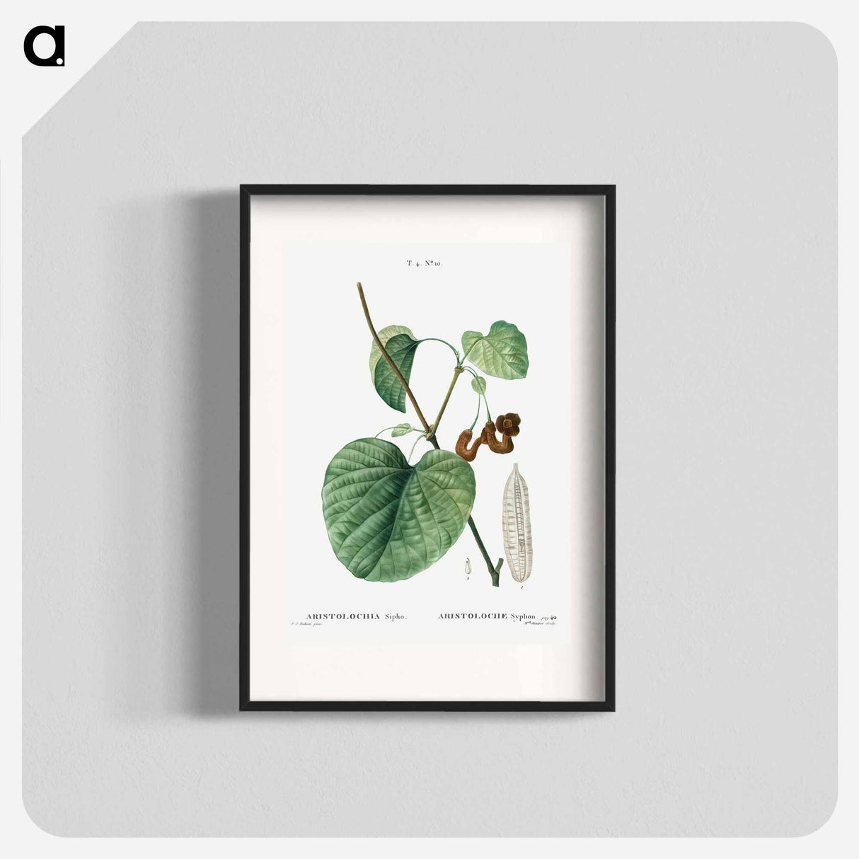 Dutchman's pipe - Pierre Joseph Redouté Poster.