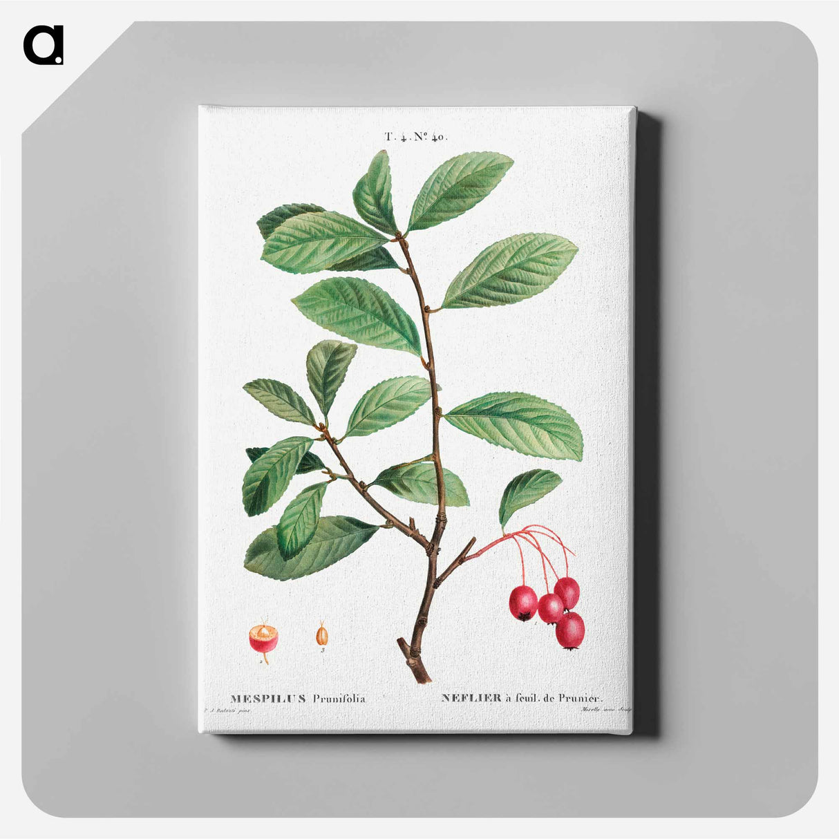 アートパネル-Broad-leaved cockspur thorn, Mespilus prunifolia - ピエール ジョゼフ ルドゥーテ Canvas.