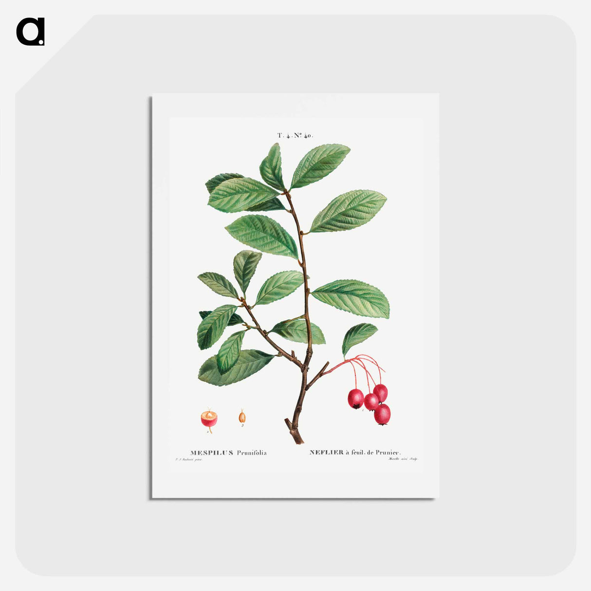 アートポストカード-Broad-leaved cockspur thorn, Mespilus prunifolia - ピエール ジョゼフ ルドゥーテ Postcard.